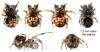 Theridiosoma gemmosum